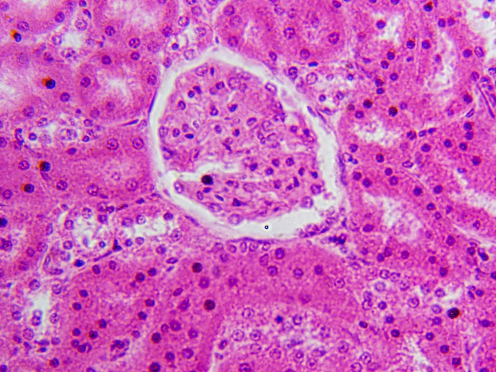 Esami Istologici e Citologici Roma EUR TOrrino