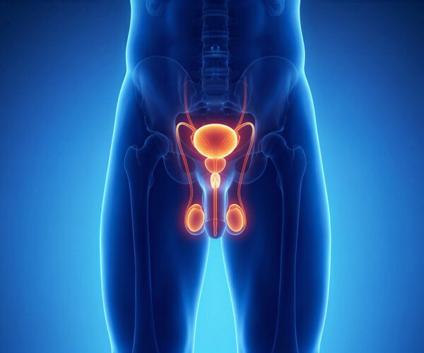 Criptorchidismo Guida Endocrinologo Roma